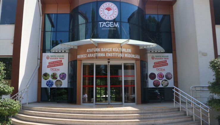 Yalova’da aronya katma değerli ürüne dönüşüyor