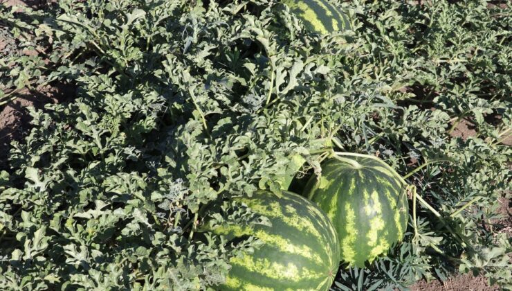 Ağrı’da kavun karpuz hasadı başladı: 2 bin dekarda verim yüksek