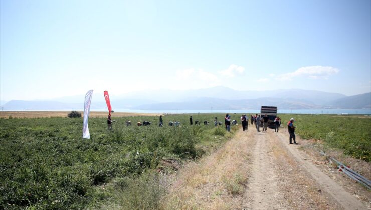 Bitlis’te Domates Hasadı Sürüyor: Vali Karakaya Üreticileri Ziyaret Etti