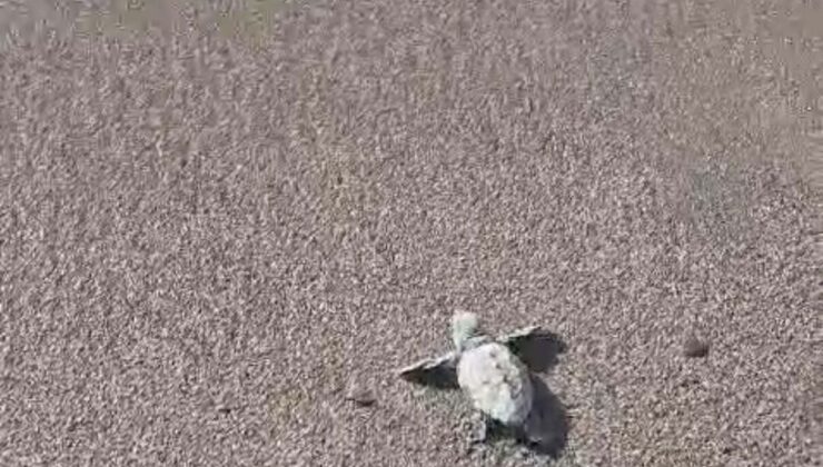 Bodrum’da Caretta Caretta Yavruları Denizle Buluştu
