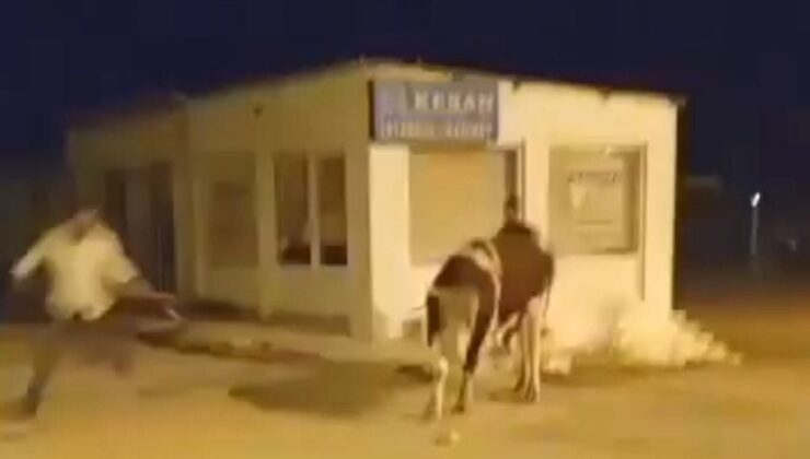 Enez’de Mezbahadan Kaçan Dana Trafiği Durma Noktasına Getirdi