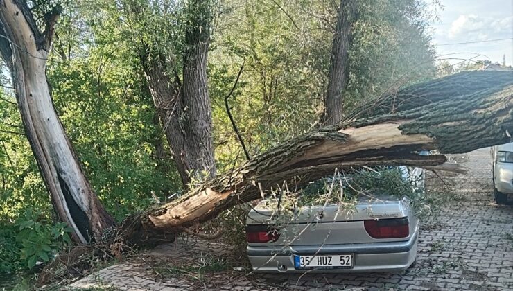 Konya’da otomobilin üzerine ağaç devrildi