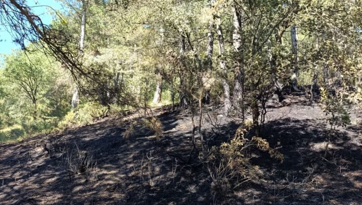 Mudurnu’da yangın: Kaplumbağa kurtarıldı